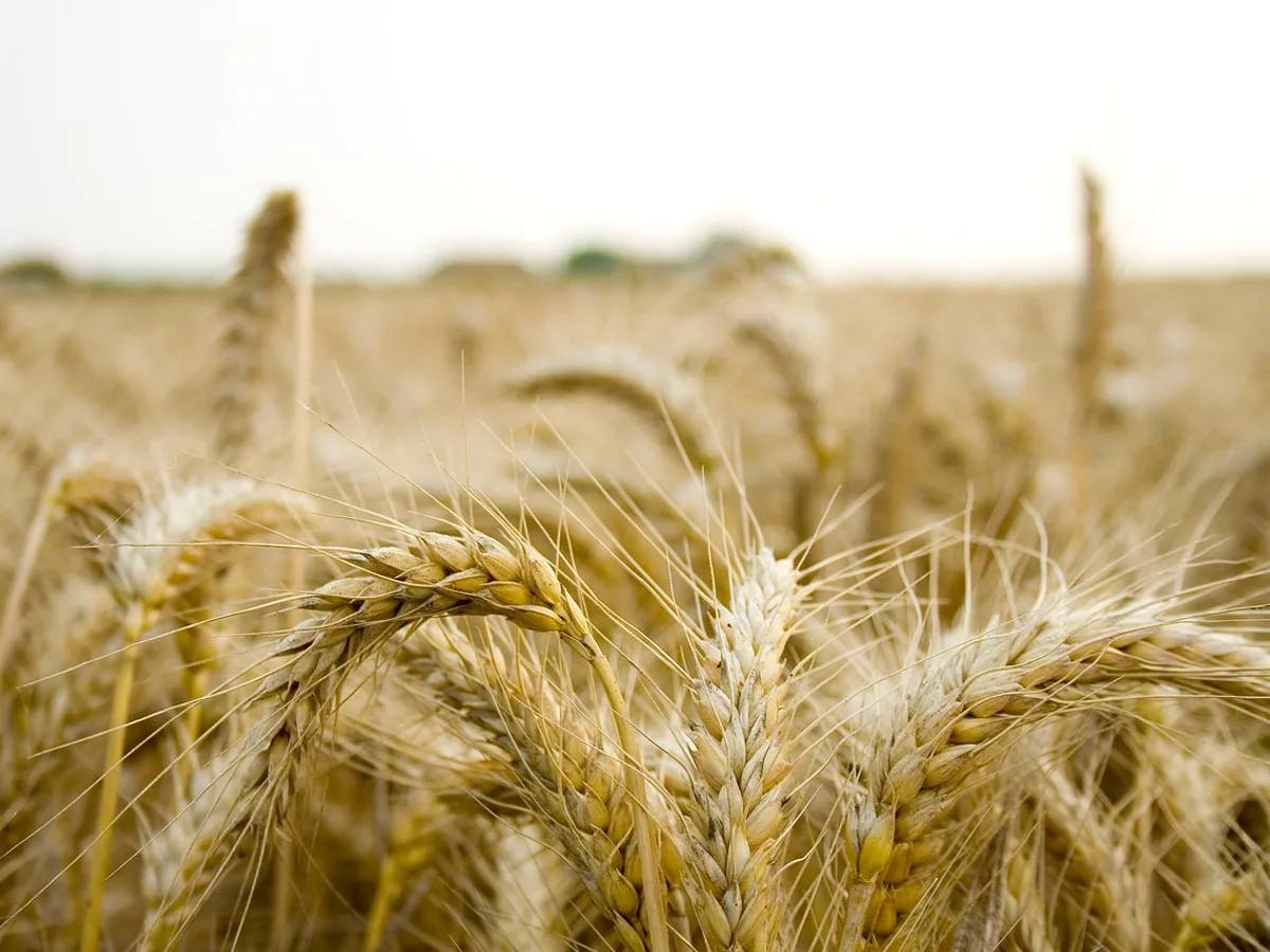 Agricultural compliance consultant in the field