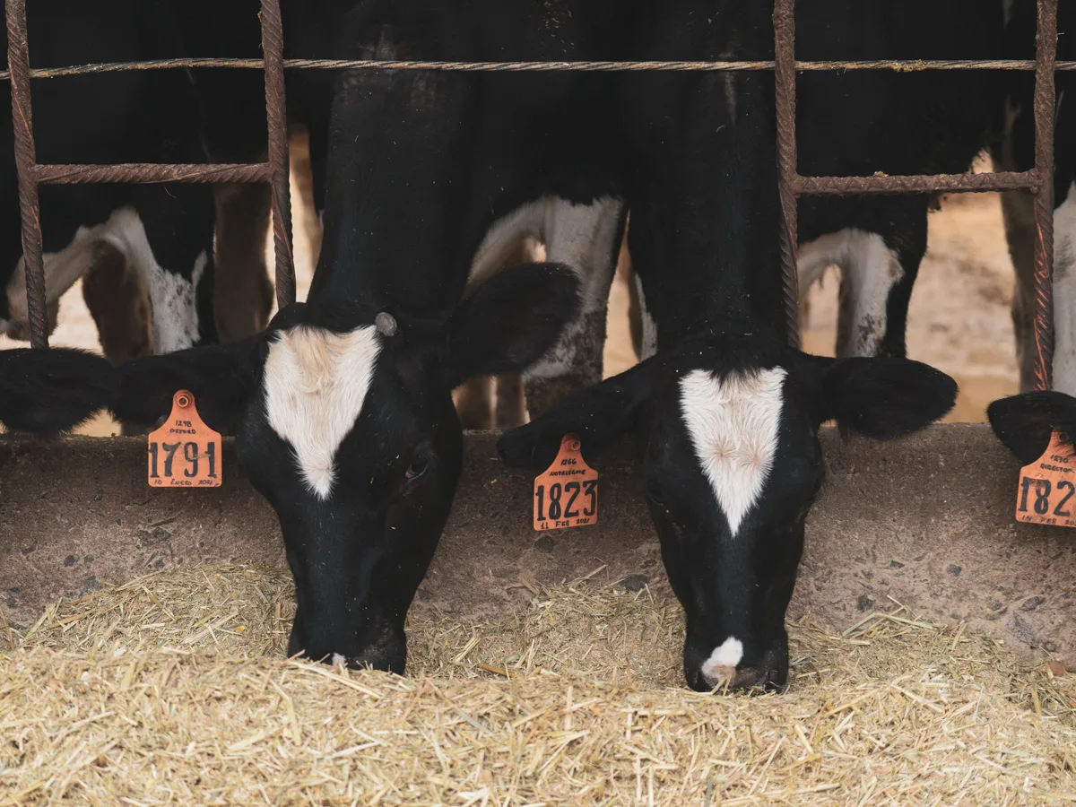 Dairy cattle at a California farm