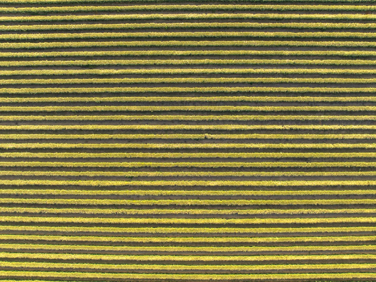 Aerial view of crop rows in a farm field