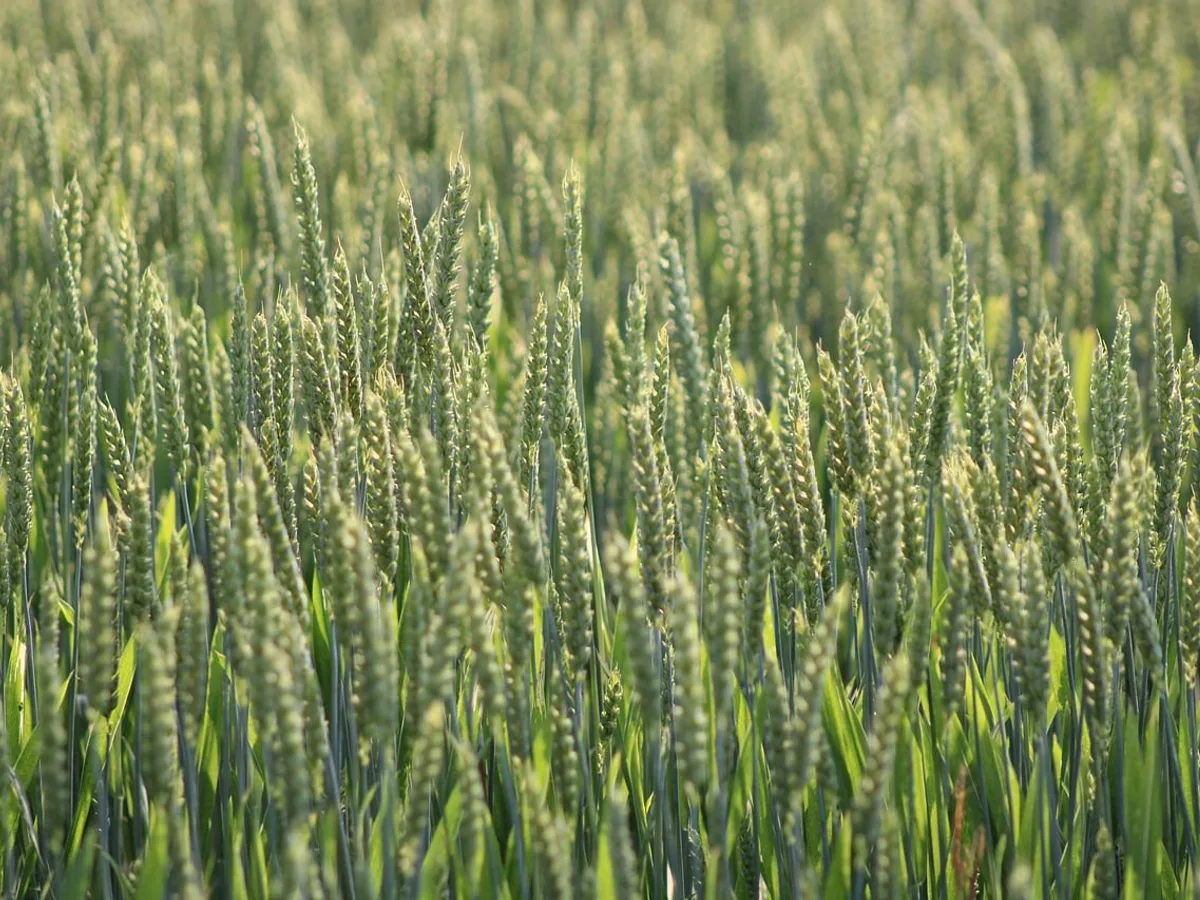 Green grain field at sunrise